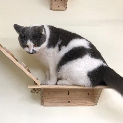 Wall-mounted Cat Climbing Frame, Cat Tree Solid Wood Jumping Platform, Climbing Frame Cat, Tree Solid Wood Cat Jumping Platform, Wall DIY Pet Furniture Kitten Springboard Various Size pet Toy, iBuyXi.com