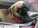 Mr. Peanut's Gold Series Standard Size Airline Compliant Pet Carrier