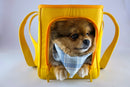 Sunburst Yellow Pet Travel Carrier, iBuyXi.com