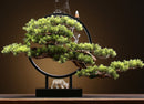 Zen Root Art Pine Bonsai Plant Home Decor, iBuyXi.com