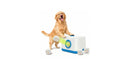 Automatic Dog Ball Launcher