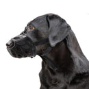 Basket Dog Muzzle