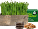 Cat Grass Growing Kit
