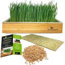 Cat Grass Growing Kit