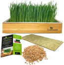 Cat Grass Growing Kit