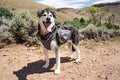 Dog Hiking Saddle Backpack