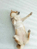 Dogs Going Out, Transparent Waterproof Raincoat with Hat Pet Raincoat