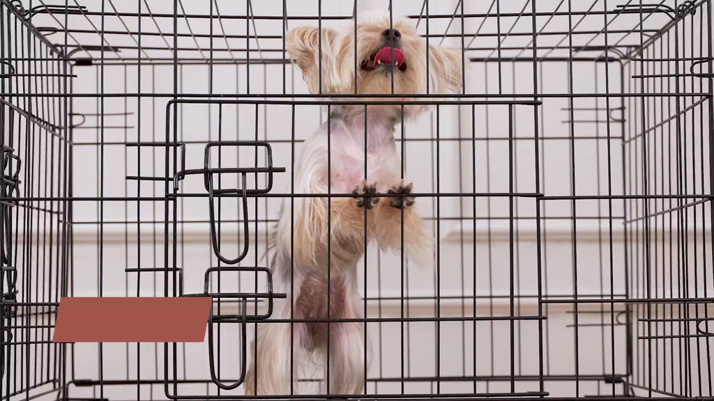 Collapsible Wire Dog Travel Crate