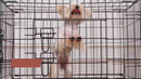 Collapsible Wire Dog Travel Crate