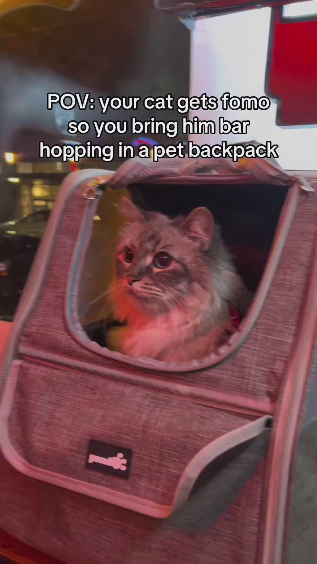 Bubble Window Pet Backpack Carrier for Cats & Small Dogs