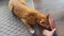 Long Catnip Kicker Fish Toy