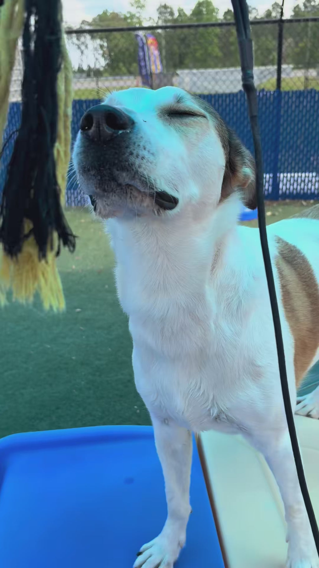 Dog Flirt Pole