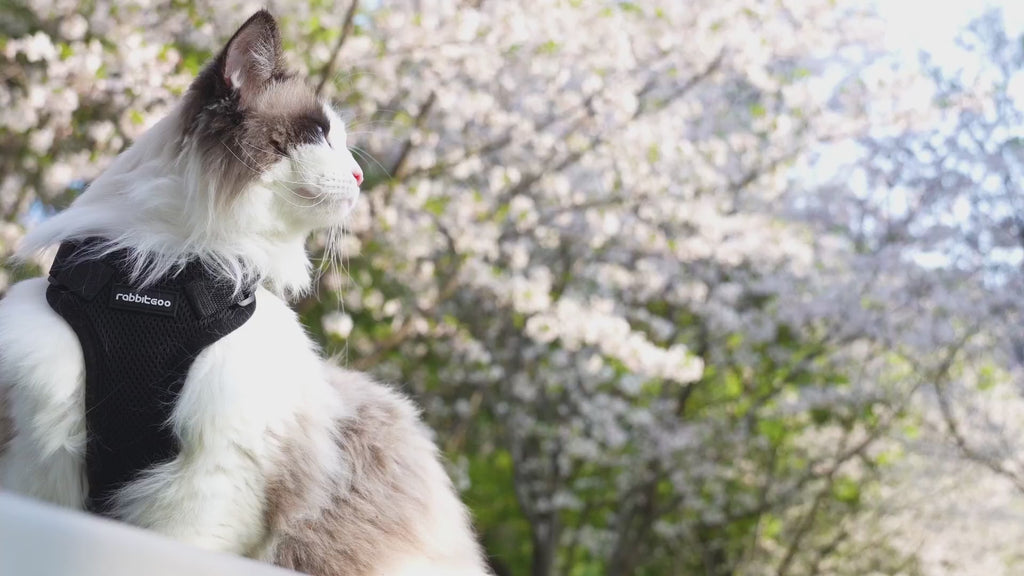 Escape-Proof Cat Harness and Leash Set