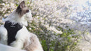 Escape-Proof Cat Harness and Leash Set