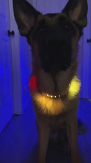 USB Rechargeable LED Dog Collar and Leash Set