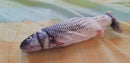 Electric Motion-Activated Flopping Fish Cat Toy