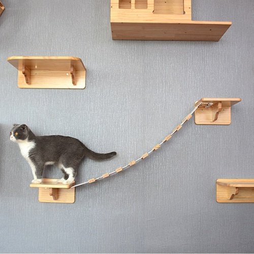 Cat Climbing Wooden Ladder