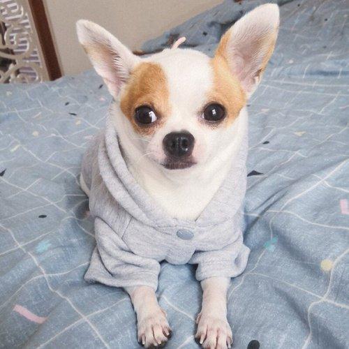 Cute Dinosaur Shape Dog, Cat Hoodies Winter Warm, Pet Costume for Small Dogs, Yorkshire Shih Tzu Sweatshirt Puppy Clothing Clothes, iBuyXi.com