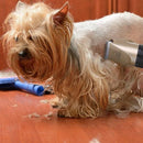 Electric Puppy Clipper, pet supplies, iBuyXi.com