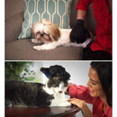 Pet Brush Glove, Visit iBuyXi.com for Online Shopping and Shop the Unique Selection, Dog, Cat, Dog Brush, Cat Brush, Dog Brush Glove, Cat Brush Glove, Brush Glove.