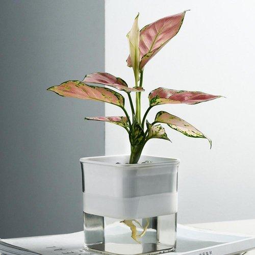 Office Transparent Automatic Water-absorbing Plant, iBuyXi.com