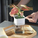 Office Transparent Automatic Water-absorbing Plant, iBuyXi.com